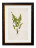 Shop British Made c.1864 Fern Wall Art Hand-Assembled in UK