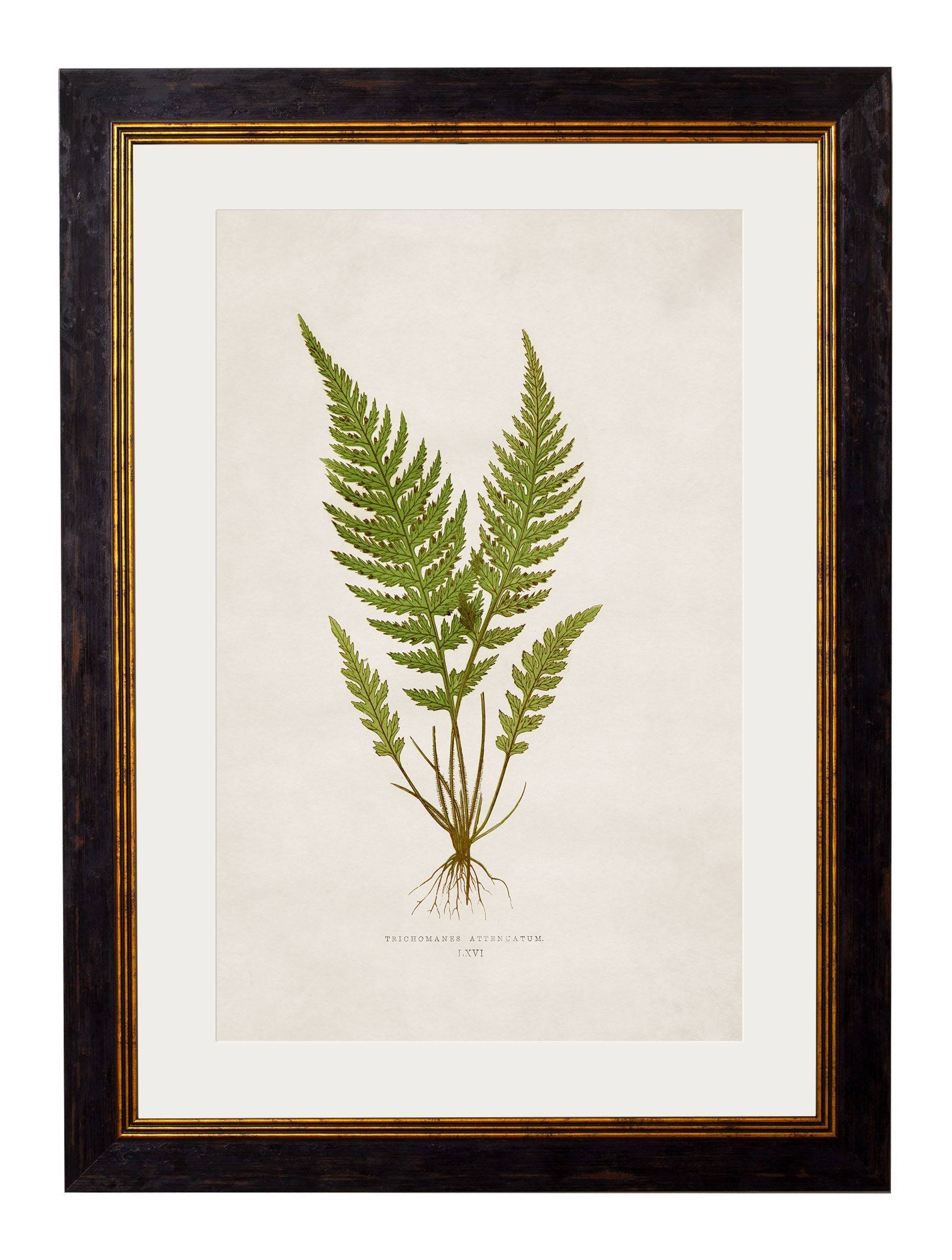 Shop British Made c.1864 Fern Wall Art Hand-Assembled in UK
