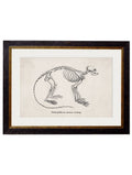 Shop British Made c.1870 Anatomical Skeletons Wall Art for Eclectic Interiors