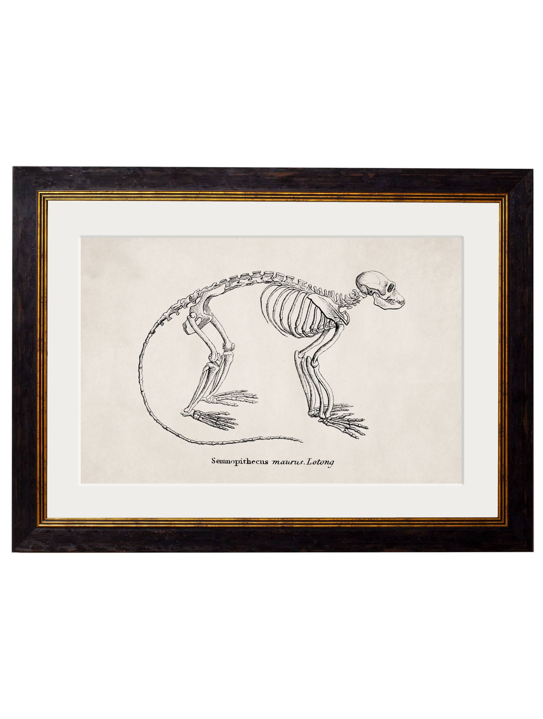 Shop British Made c.1870 Anatomical Skeletons Wall Art for Eclectic Interiors