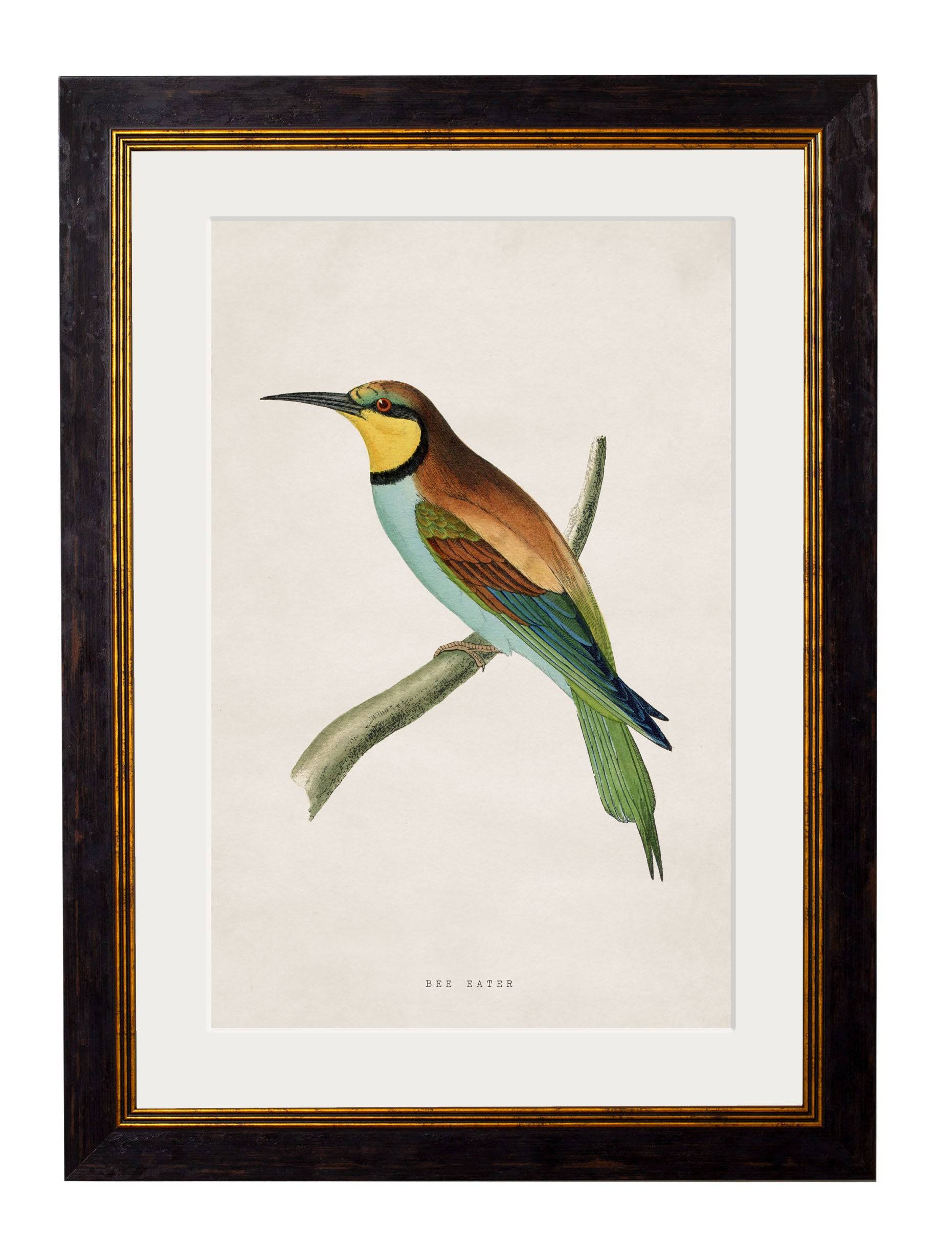 Shop British Made c.1870 Bird Portraits Hand-Assembled in UK