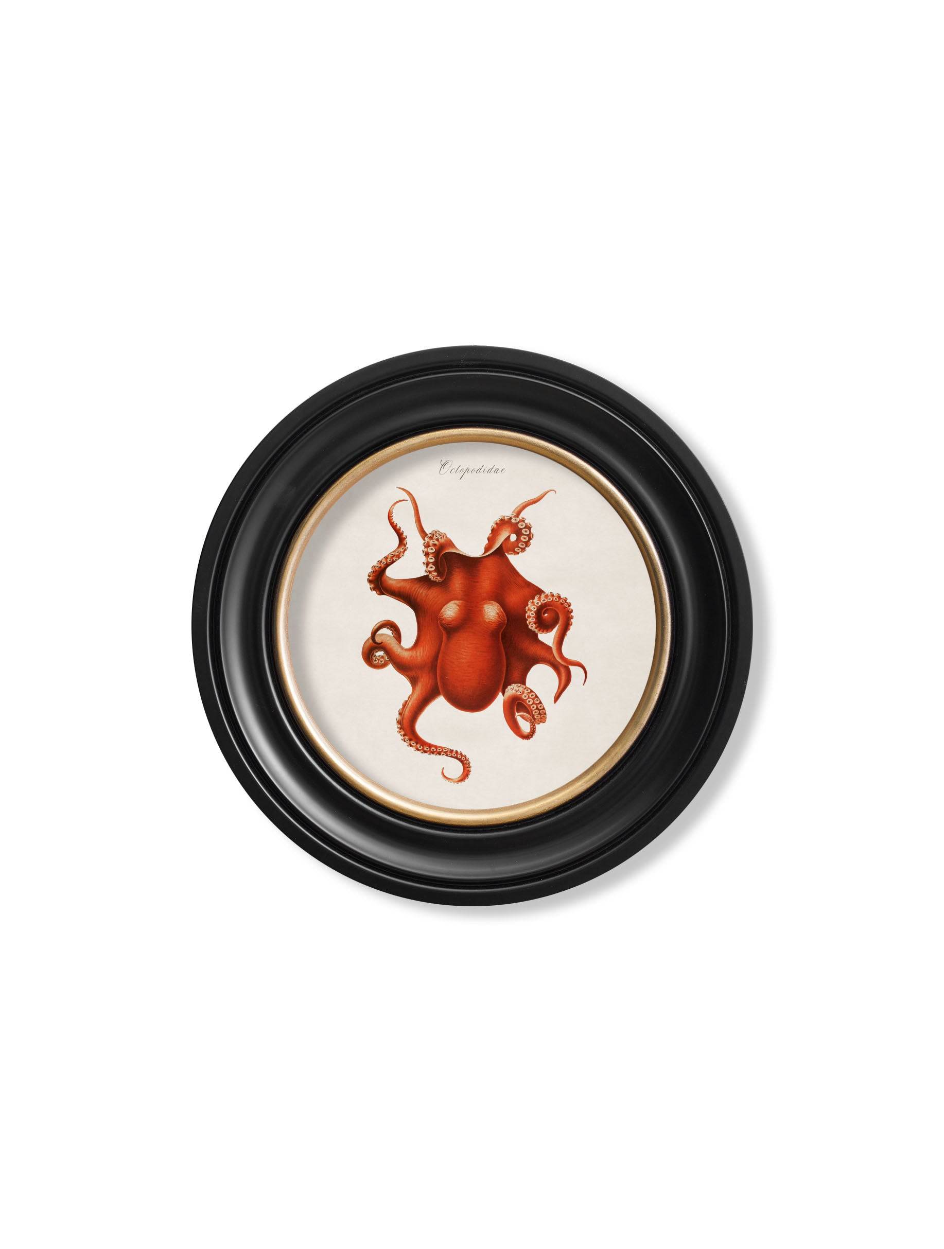 Shop British Made c.1876 Squid Round Wall Art Hand-Assembled in UK