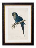 Shop British Made c.1884 Military Macaw Wall Art Hand-Assembled in UK