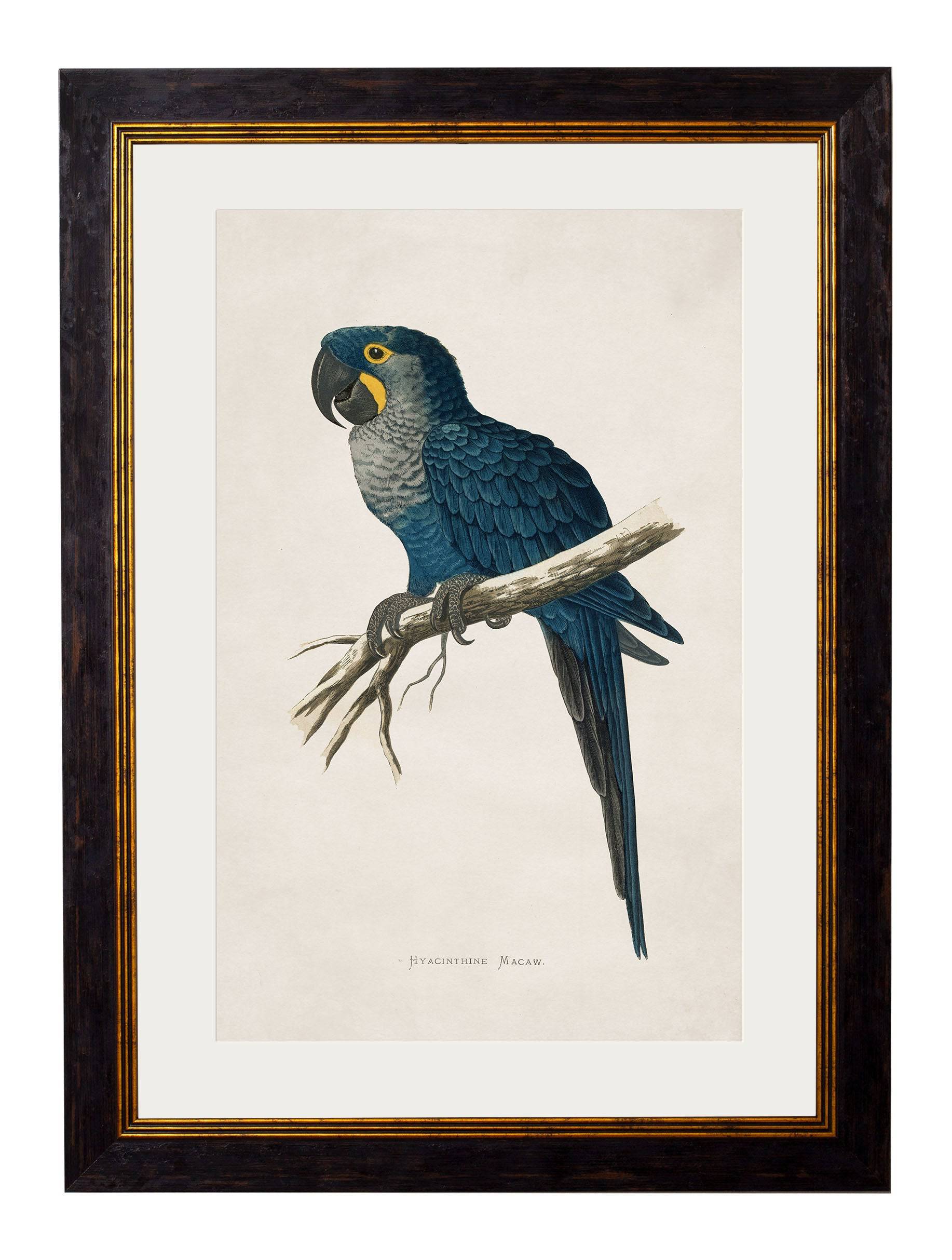 Shop British Made c.1884 Military Macaw Wall Art Hand-Assembled in UK