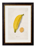Shop British Made c.1886 Common Fruit Wall Art Hand-Assembled in UK