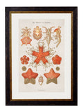 Shop British Made c.1904 Haeckel Marine Collection Hand-Assembled in UK