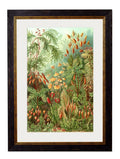 Shop British Made c.1904 Haeckel Marine Life Art Hand-Assembled in UK