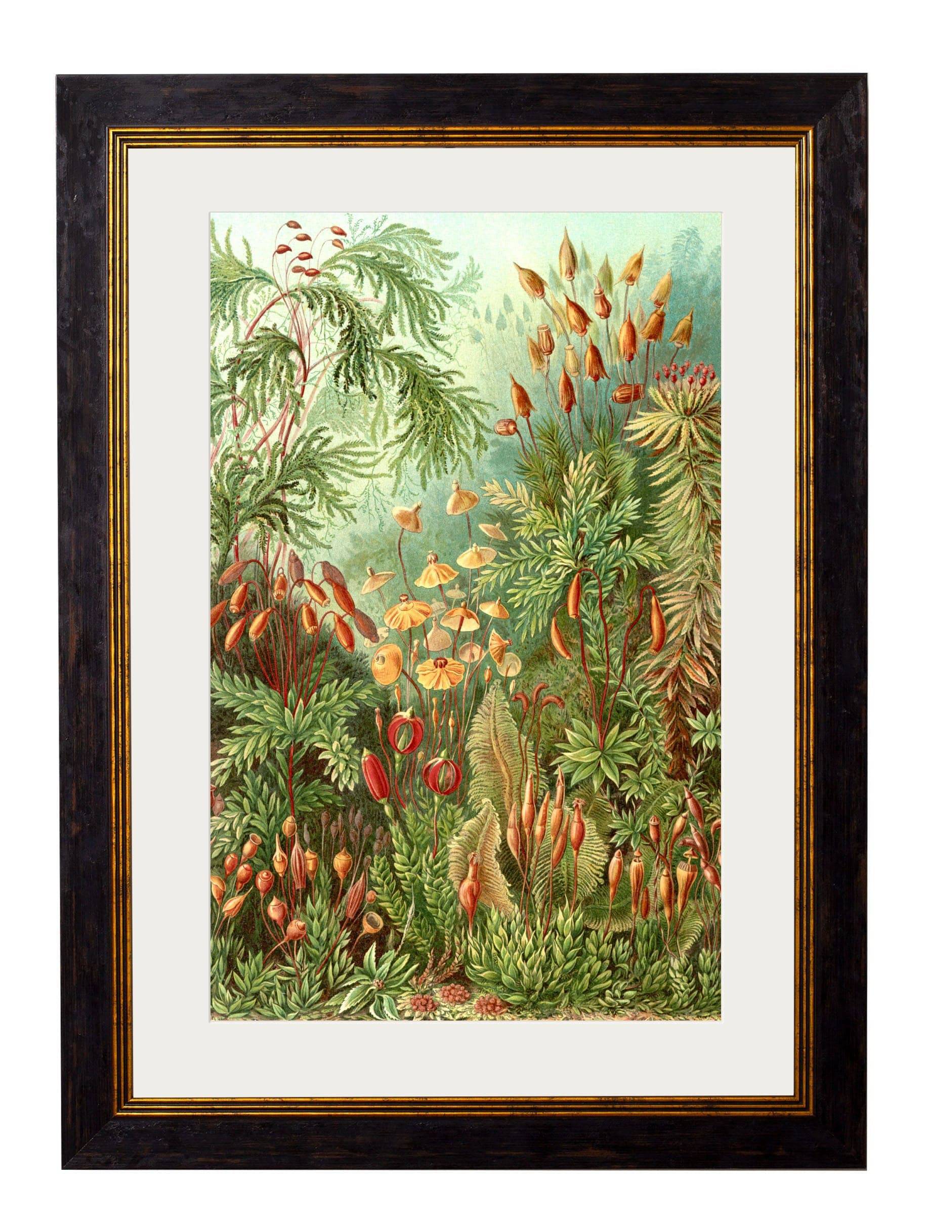 Shop British Made c.1904 Haeckel Marine Life Art Hand-Assembled in UK