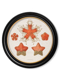 Shop British Made c.1904 Haeckel Marine Round Art Hand-Assembled in UK