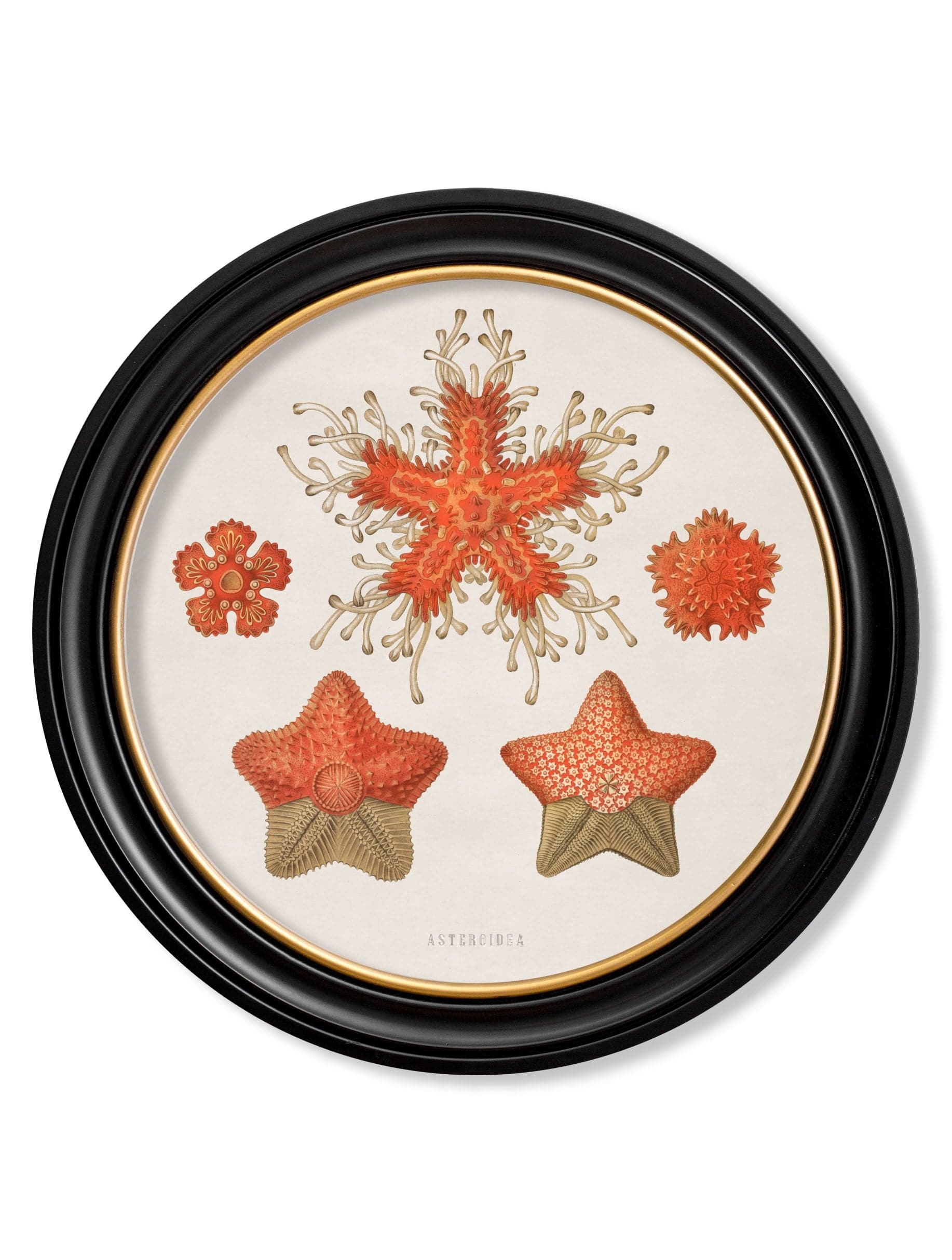 Shop British Made c.1904 Haeckel Marine Round Art Hand-Assembled in UK