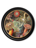 Shop British Made c.1904 Haeckel Sea Anemone Round Art Hand-Assembled in UK