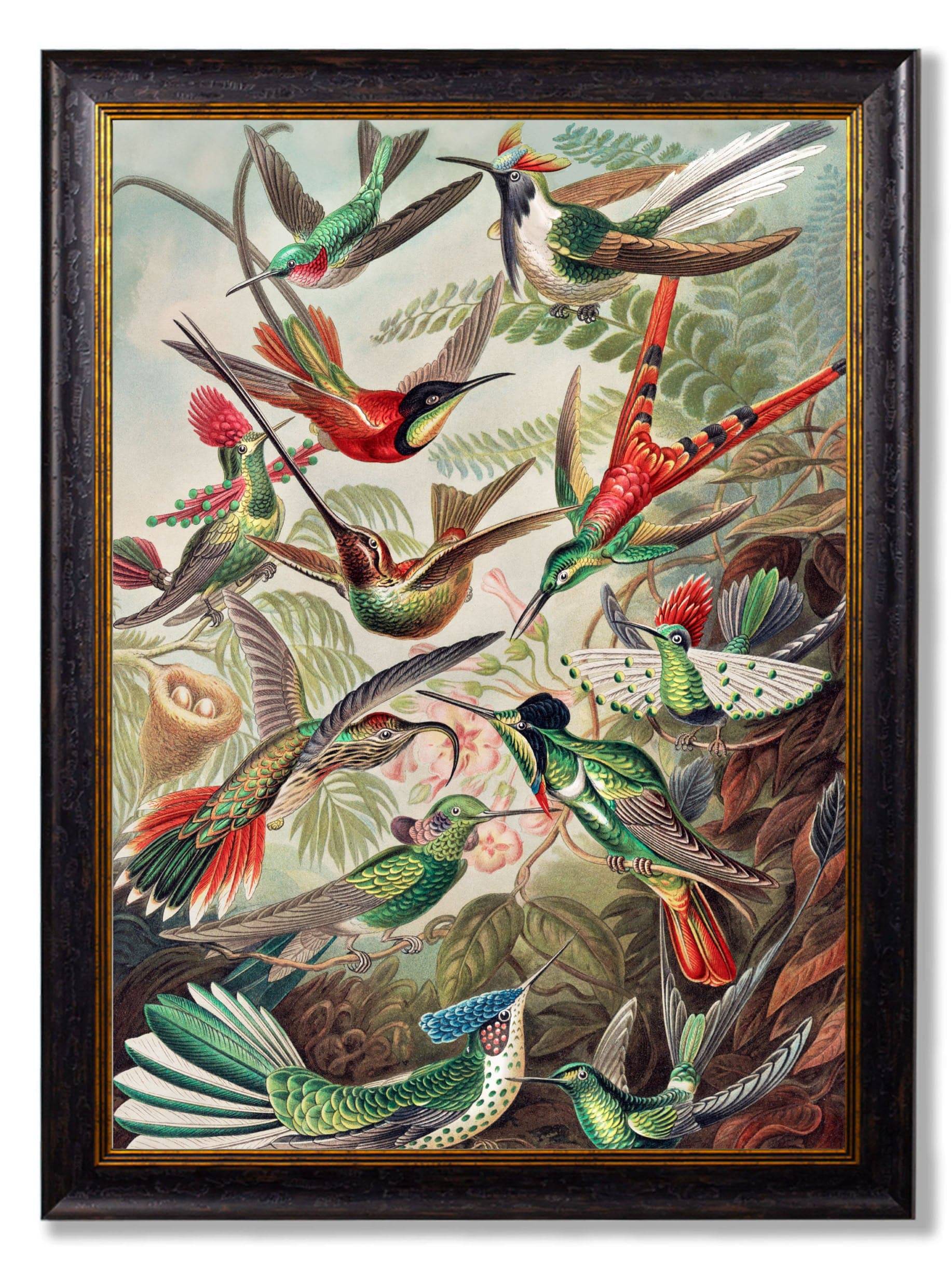 Shop British Made c.1904 Haeckel Trochilidae Wall Art Hand-Assembled in UK