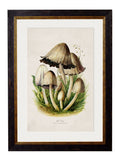 Shop British Made c.1913 Field Mushroom Wall Art Hand-Assembled in UK