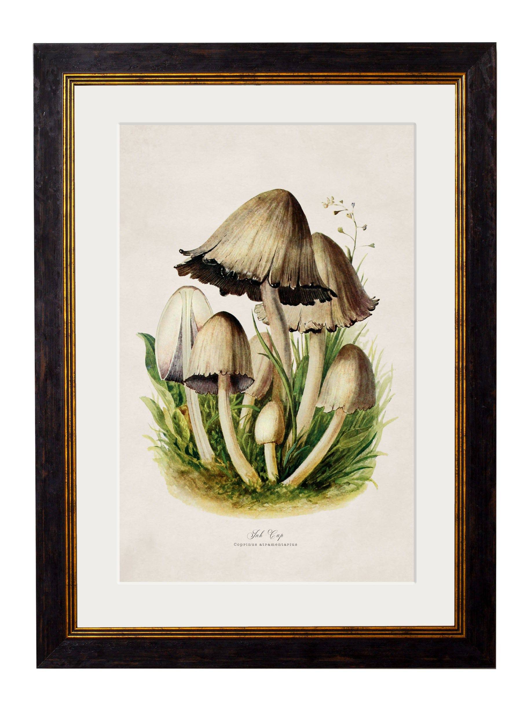 Shop British Made c.1913 Field Mushroom Wall Art Hand-Assembled in UK