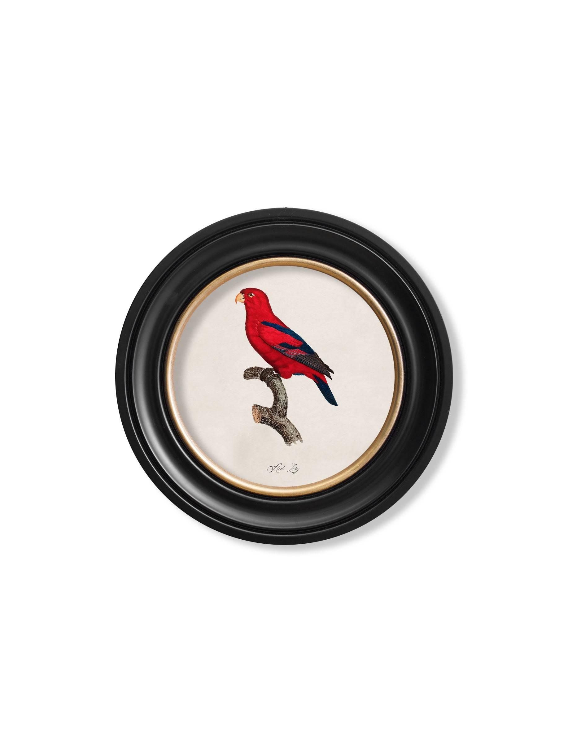 Shop C.1800's Red Lory Illustration in Oxford Round Sustainable Frame