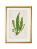 Shop Collection of 6 Ferns
