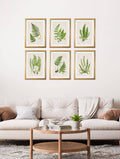 Shop Collection of 6 Ferns Botanical Wall Art Online – Blythe Living