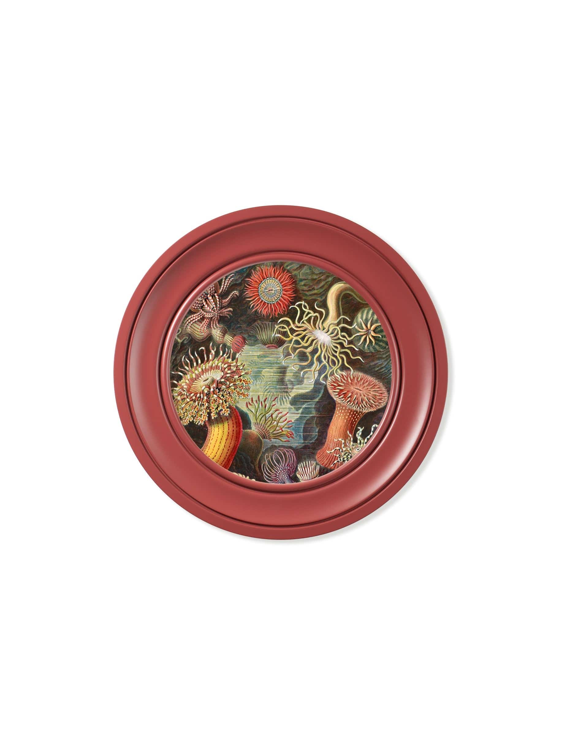 Shop Ernst Haeckel natural history prints red Oxford Round frames
