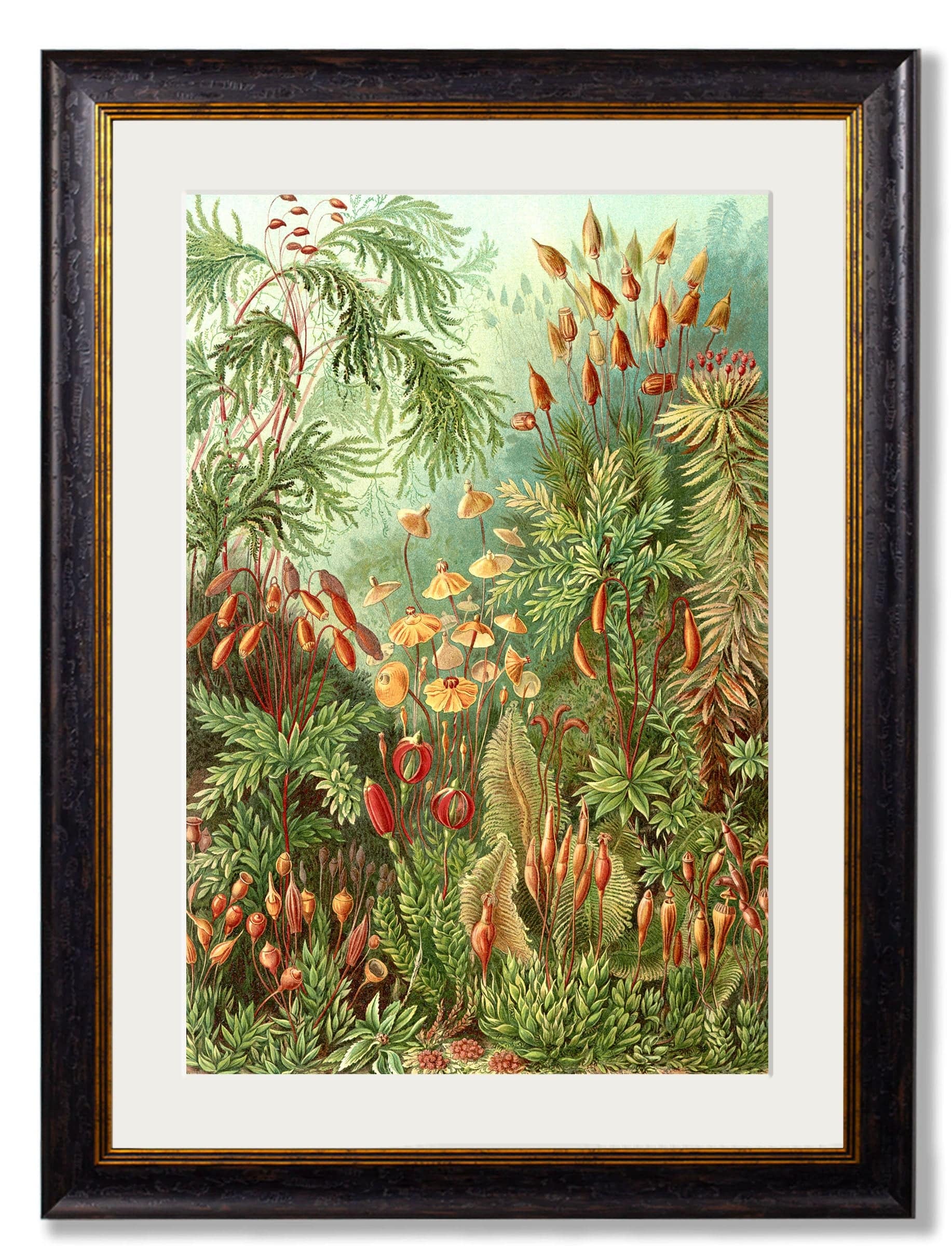 Shop Haeckel Sea Anemones Wall Art with Classic White Mount