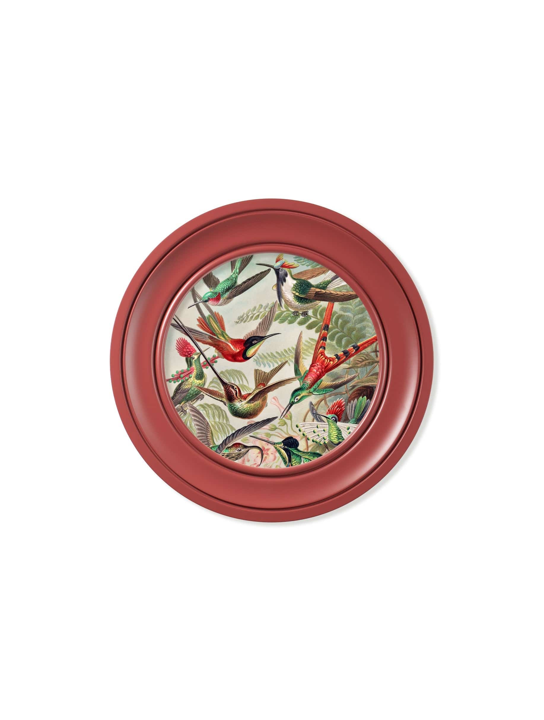 Shop Haeckel hummingbirds antique natural history red round frame online
