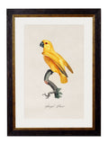 Shop Hand-Coloured Aesthetic Parrot Art Prints for Traditional Interiors