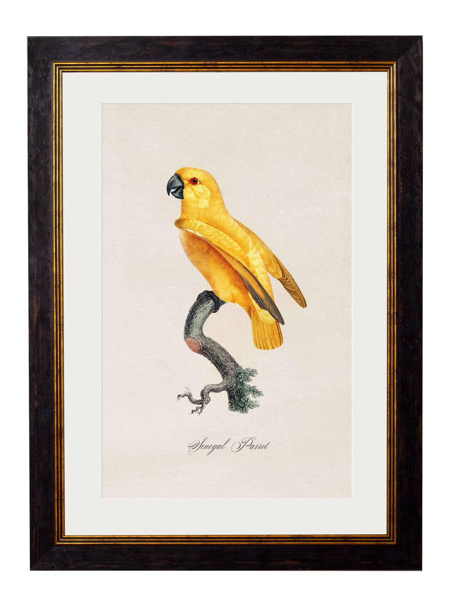 Shop Hand-Coloured Aesthetic Parrot Art Prints for Traditional Interiors