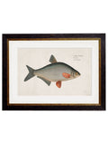 Shop High-Quality c.1785 Fresh Water Fish Studies with Minimal Carbon Footprint