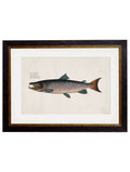 Shop High-Quality c.1785 Salmon Studies with Minimal Carbon Footprint