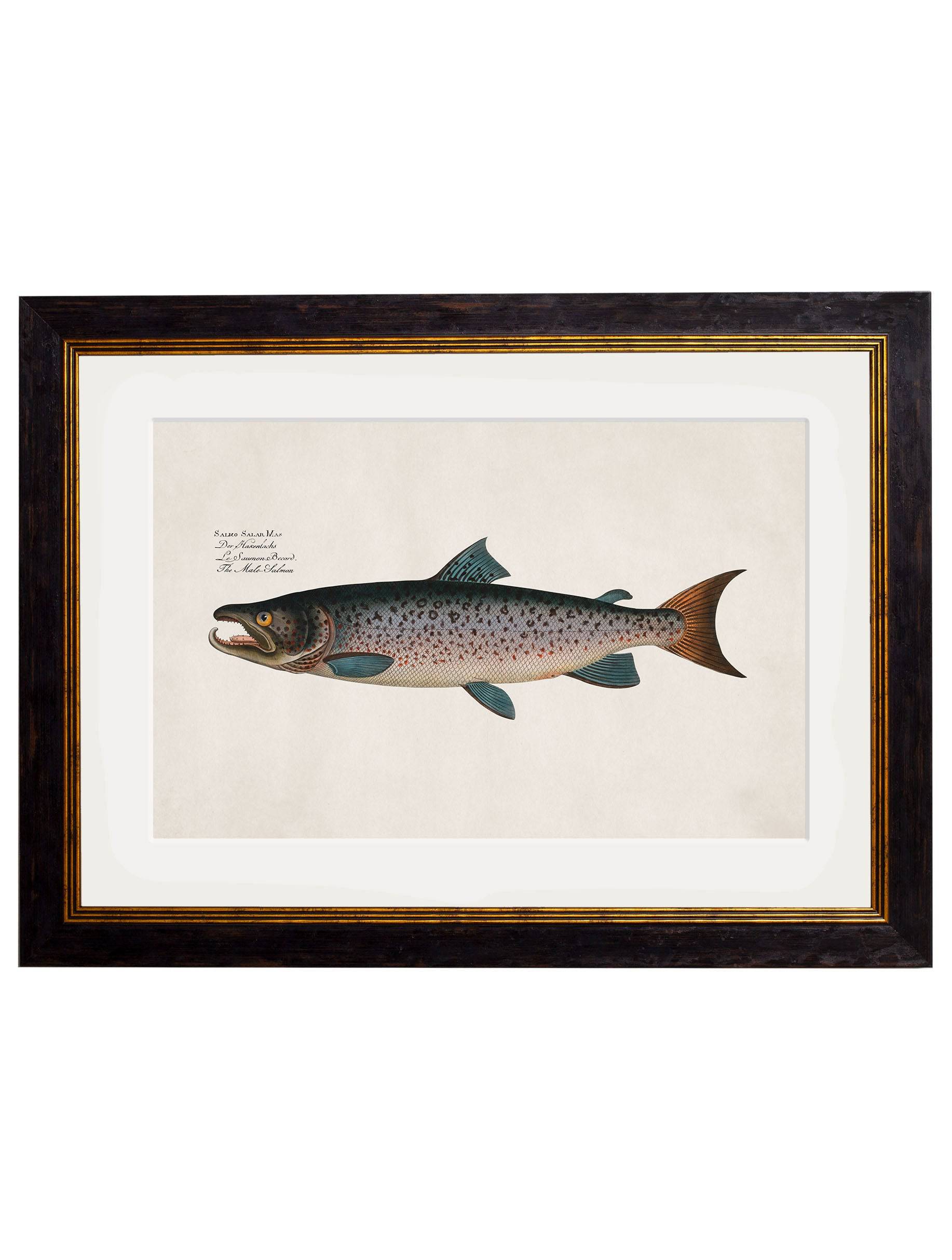 Shop High-Quality c.1785 Salmon Studies with Minimal Carbon Footprint