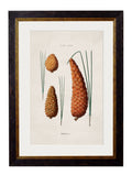 Shop High-Quality c.1819 Botanical Illustrations of English Leaves and Pinecones