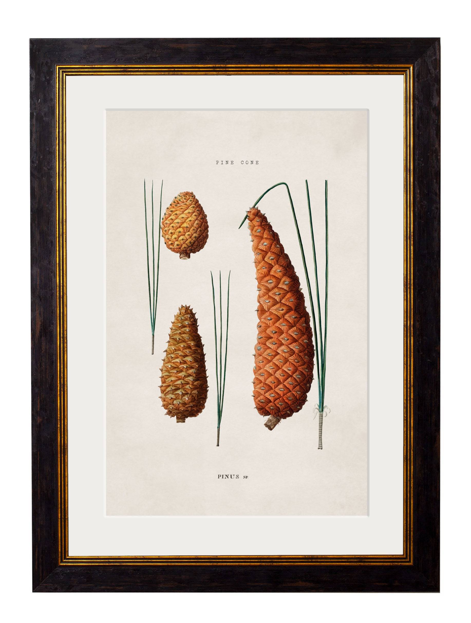 Shop High-Quality c.1819 Botanical Illustrations of English Leaves and Pinecones