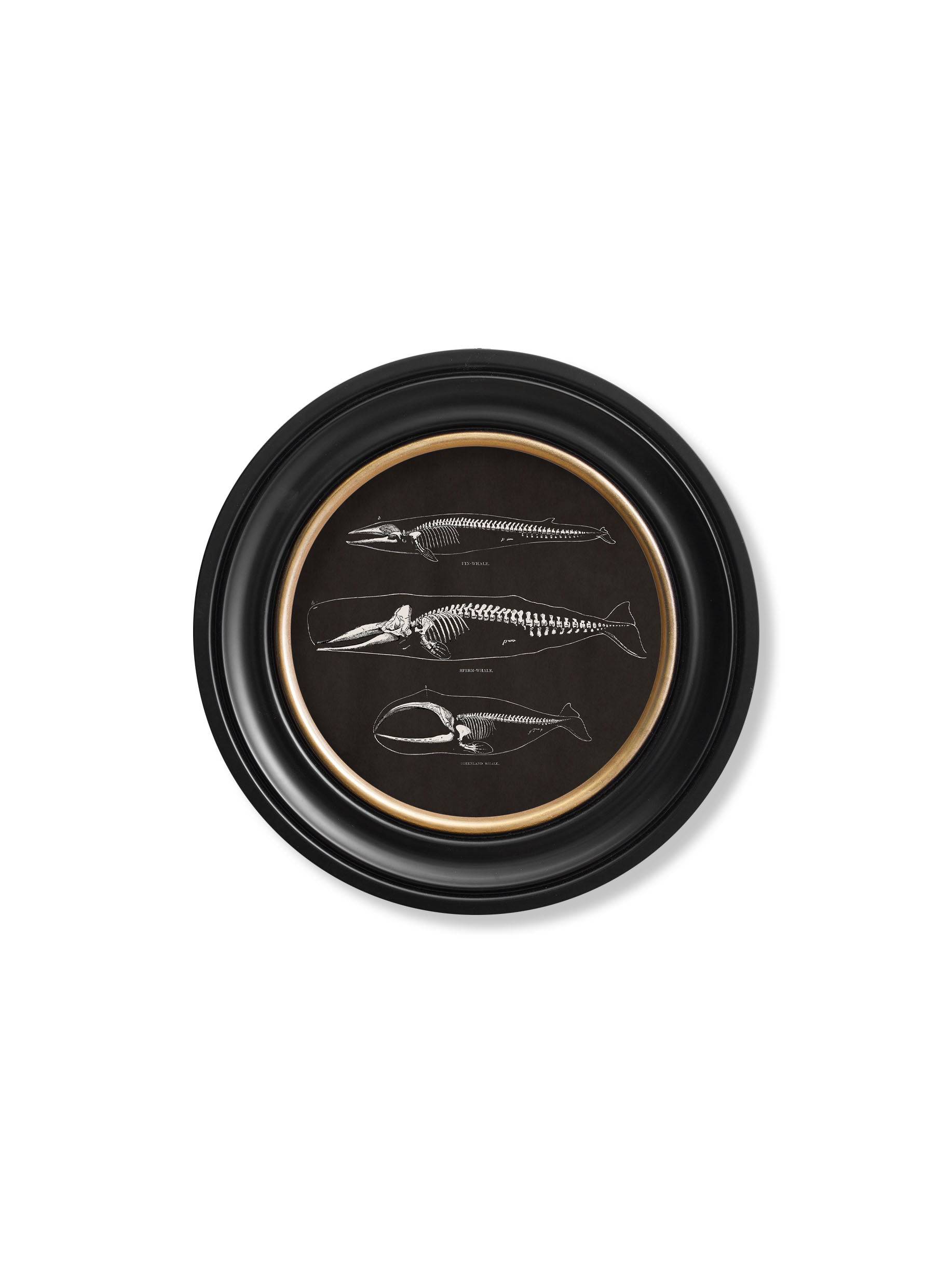 Shop High Quality Round Framed Anatomical Skeletons with UV Protection