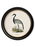 Shop Large 70cm c.1870 Wading Bird Round Framed Prints for Gallery Walls