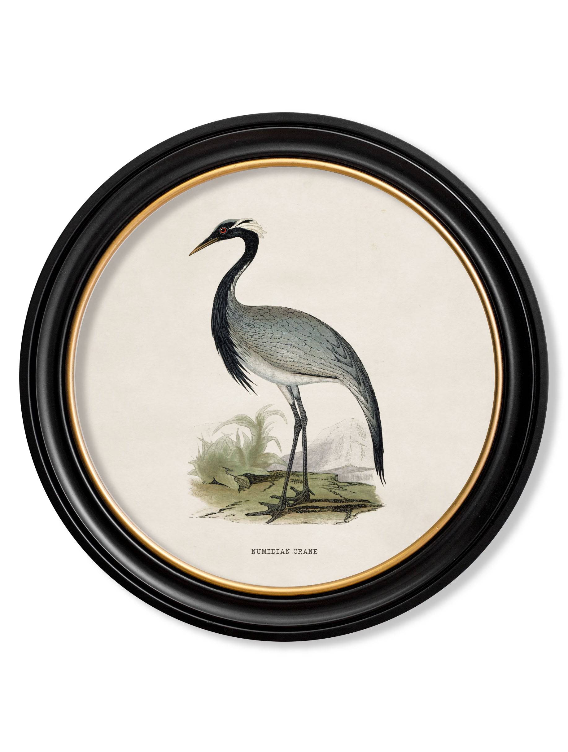 Shop Large 70cm c.1870 Wading Bird Round Framed Prints for Gallery Walls