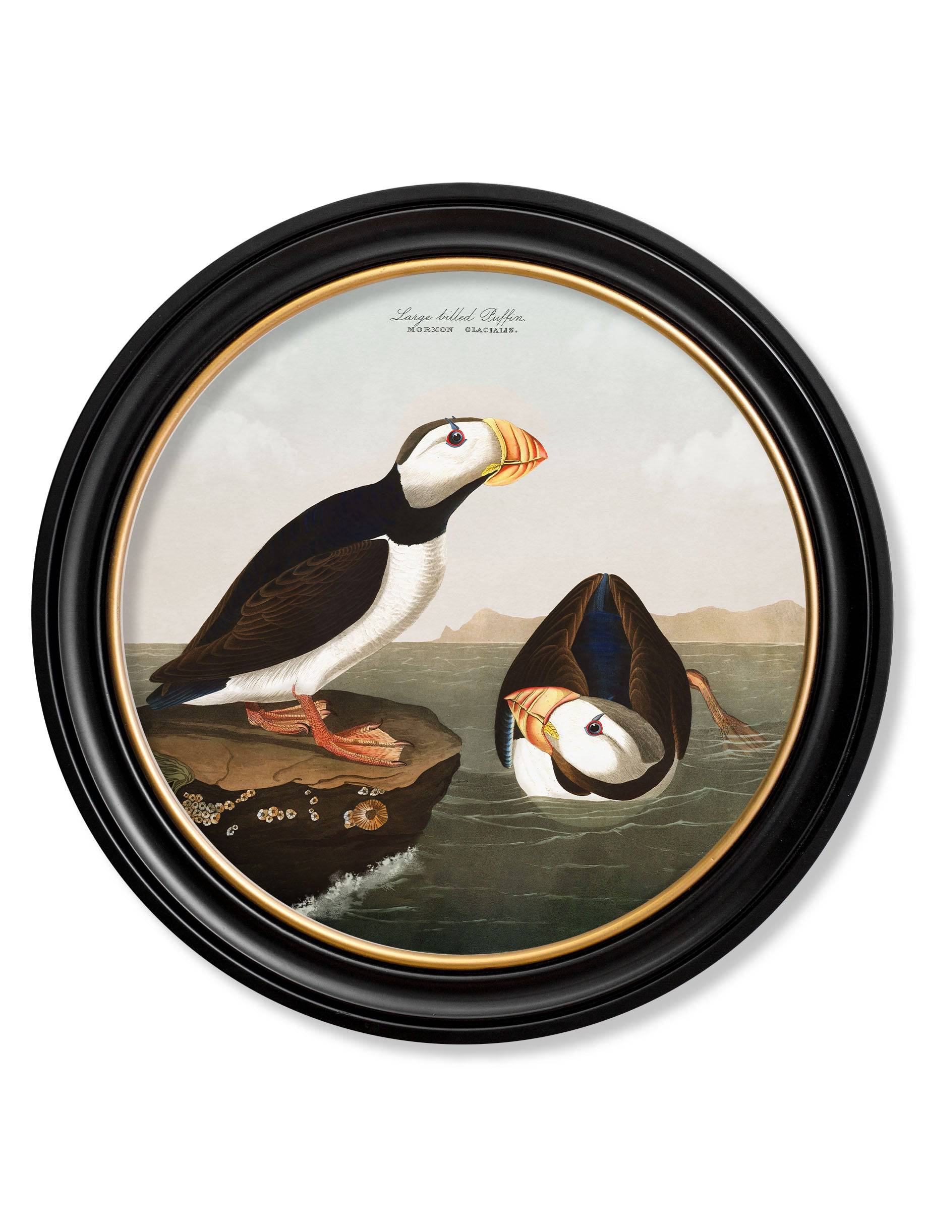 Shop Large c.1838 Audubon's Puffins Round Framed Prints for Gallery Walls