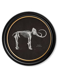 Shop Primate Skeleton Round Framed Vintage Engraving - Archival Quality