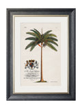 Shop Set of 4 Vintage Botanical Palm Prints for a Country Residence Gallery