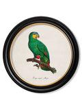 Shop Set of 6 C.1800's Tropical Parrot Prints in Round Oxford Frames