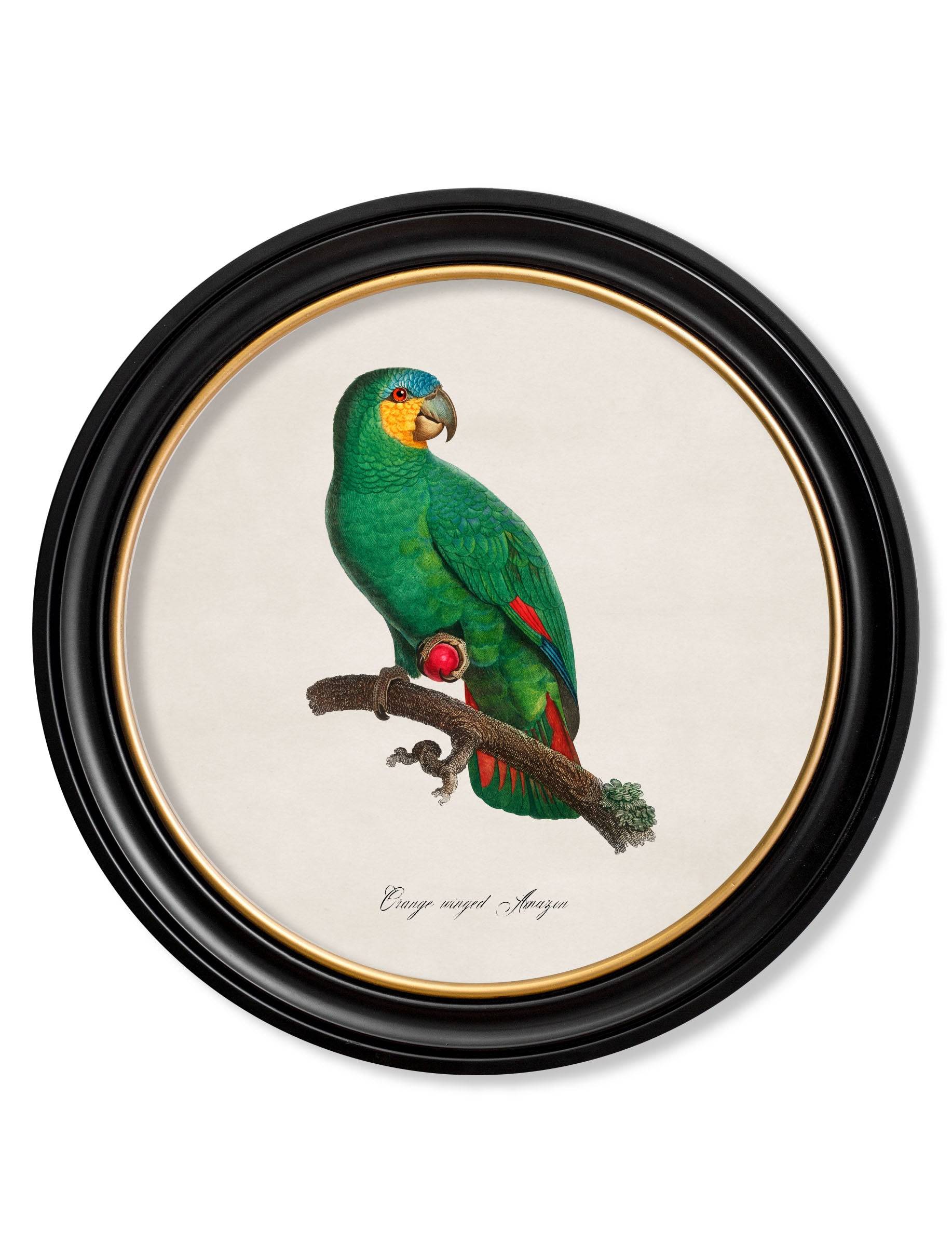 Shop Set of 6 C.1800's Tropical Parrot Prints in Round Oxford Frames