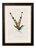 Shop Sir William Jardine c.1833 Trochilus Spaganurus Art with Museum Quality Print