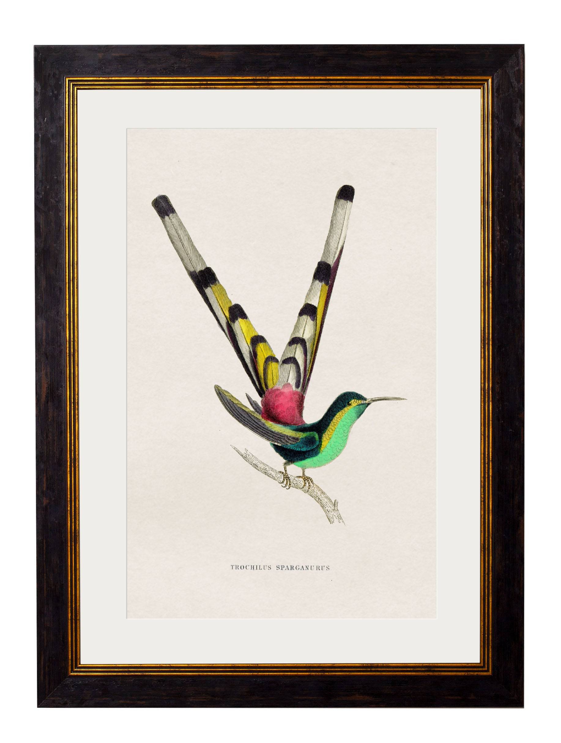Shop Sir William Jardine c.1833 Trochilus Spaganurus Art with Museum Quality Print