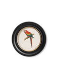 Shop Unique Round Framed C.1884 Macaw Illustrations for Gallery Walls