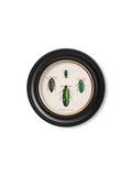 Shop Unique Round Framed c.1836 Beetle Illustration for Gallery Walls