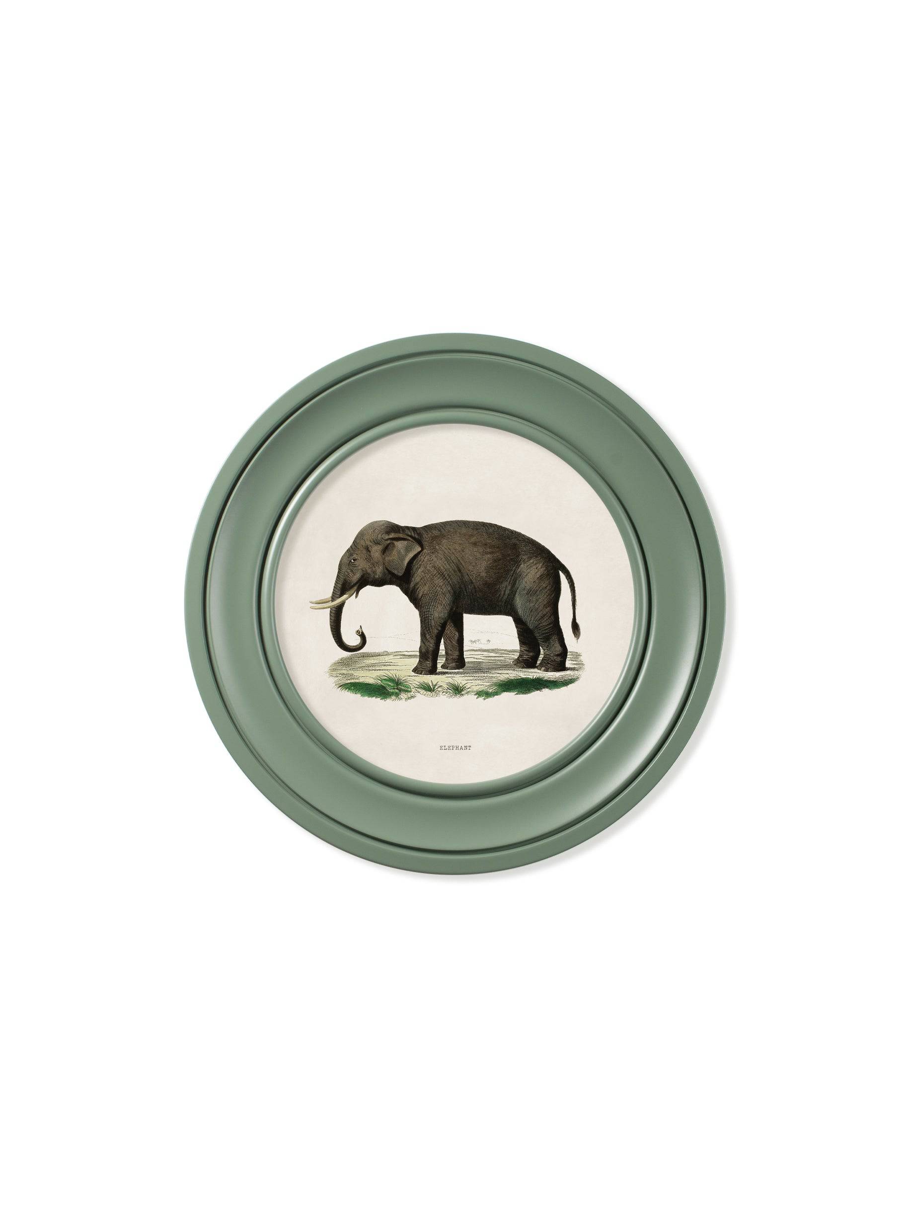 Shop Victorian Indian elephant engraving green Oxford round frame online
