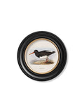 Shop Victorian coastal bird round framed wall art archival quality UK
