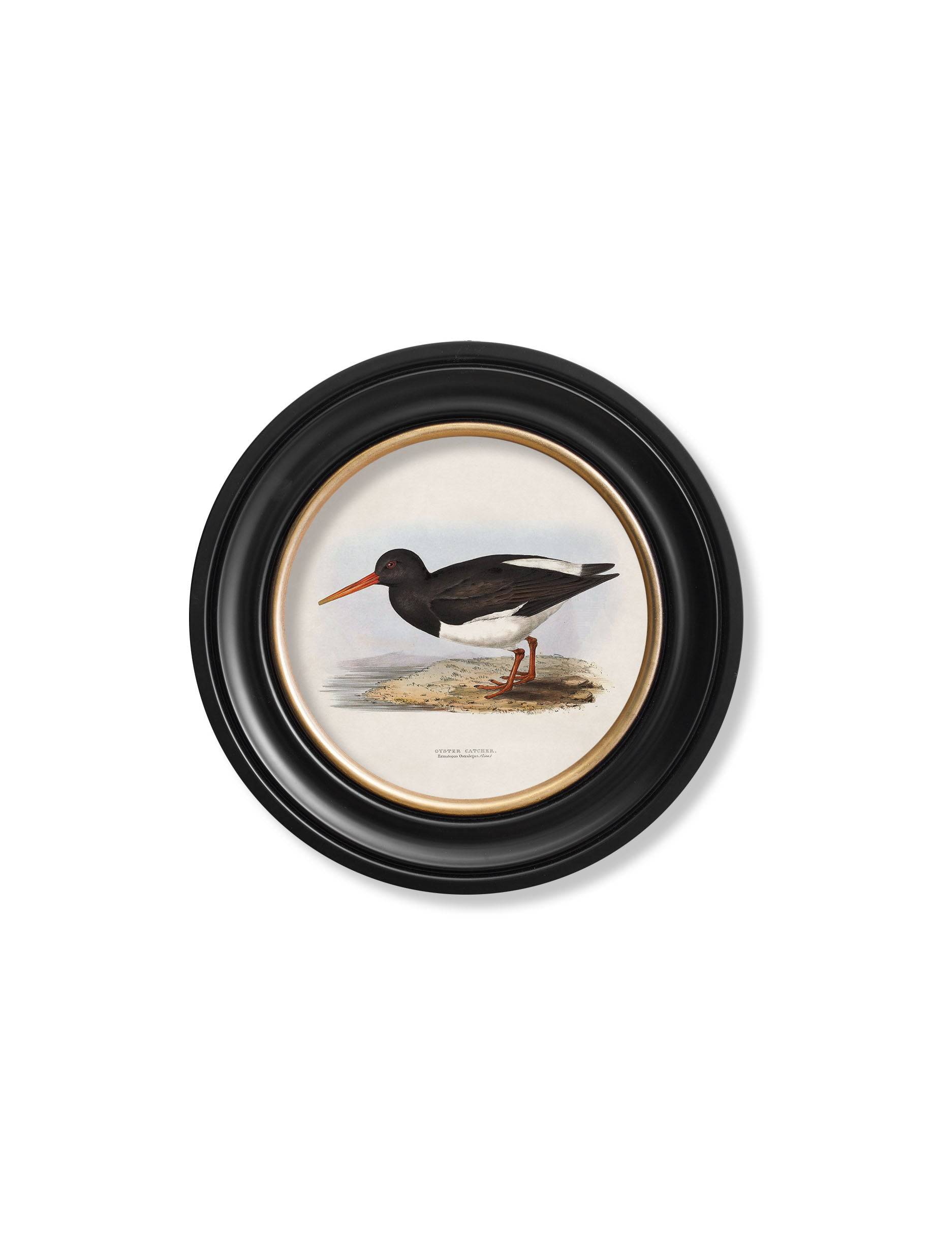 Shop Victorian coastal bird round framed wall art archival quality UK
