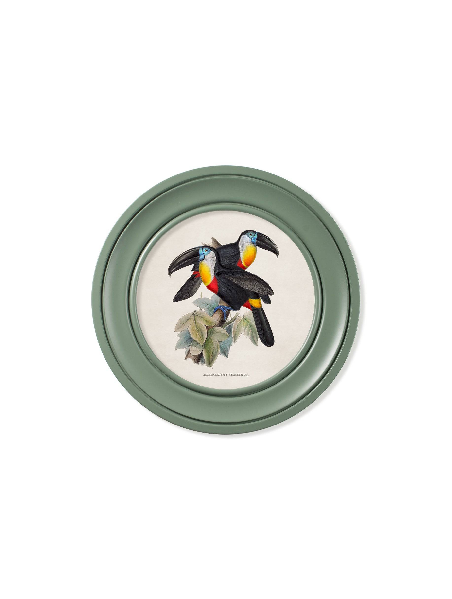 Shop Victorian toucan illustration green Oxford round frame online
