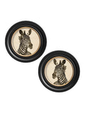 Shop Victorian zebra hand-drawn illustration dark framed print UK
