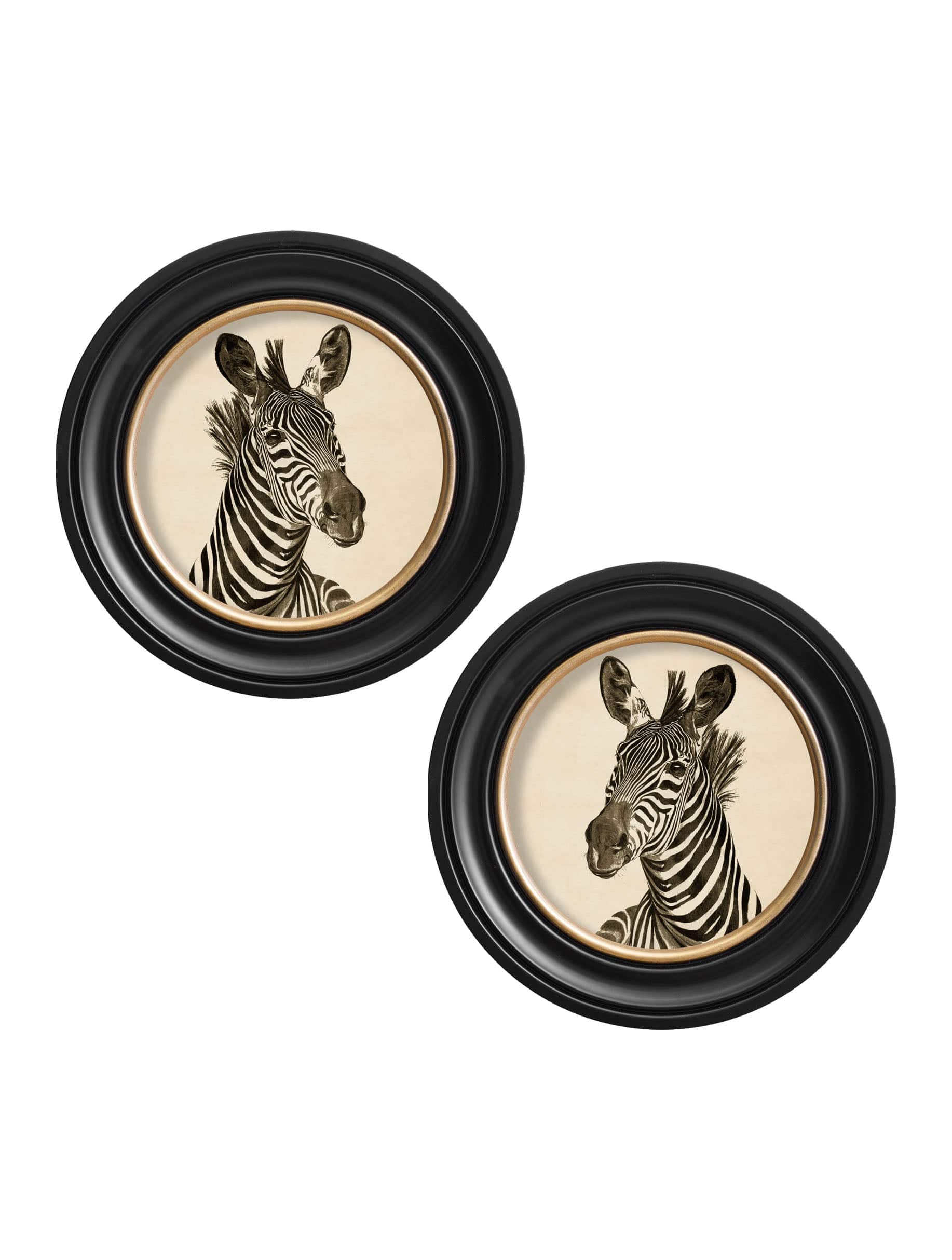 Shop Victorian zebra hand-drawn illustration dark framed print UK
