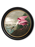 Shop Vintage Audubon Birds of America Trio Framed Wall Art with Archival Matting